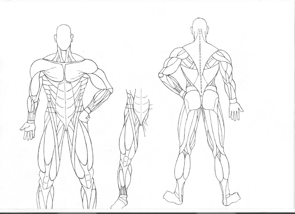 1024x745 Human Anatomy Coloring Pages Muscles Human Anatomy Www