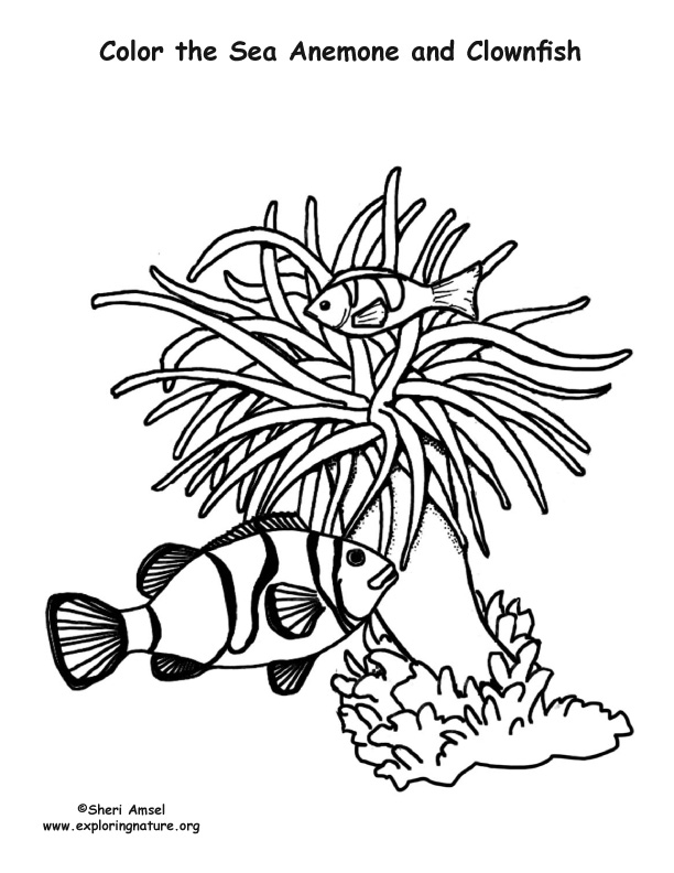 Anemone Coloring Page