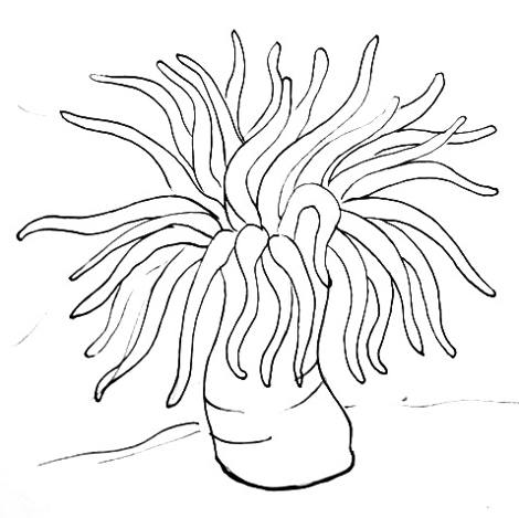 470x469 Sea Anemone Coloring Page