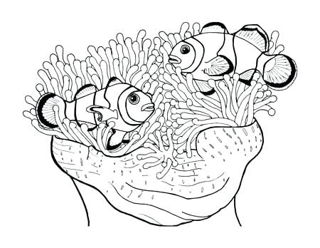 450x348 Seanemone Coloring Page Finding The True Stars Of The Ocean