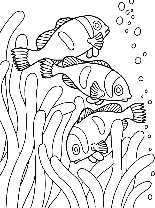 600x804 Coloring Clown Fish Coloring Pages In Anemone Of Hats C Color