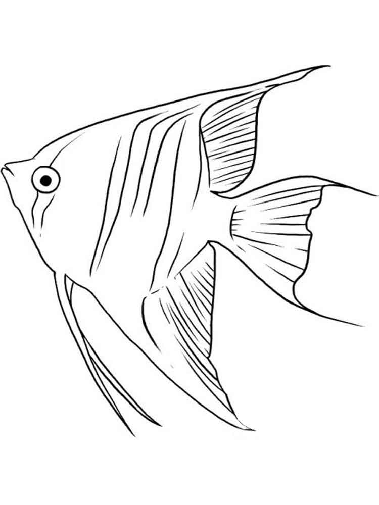 750x1000 Angelfish Coloring Pages. Download And Print Angelfish Coloring Pages.