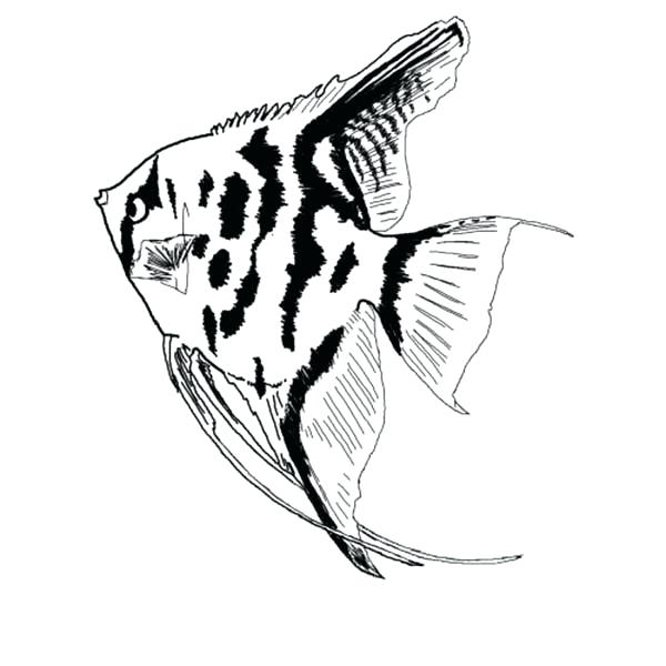 600x600 Fish Coloring Pages For Preschoolers Fish Coloring Sheet Printable