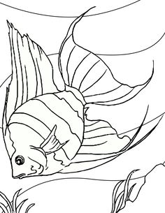 236x305 Angel Fish Coloring Page, Tropical Fish Pets Templates