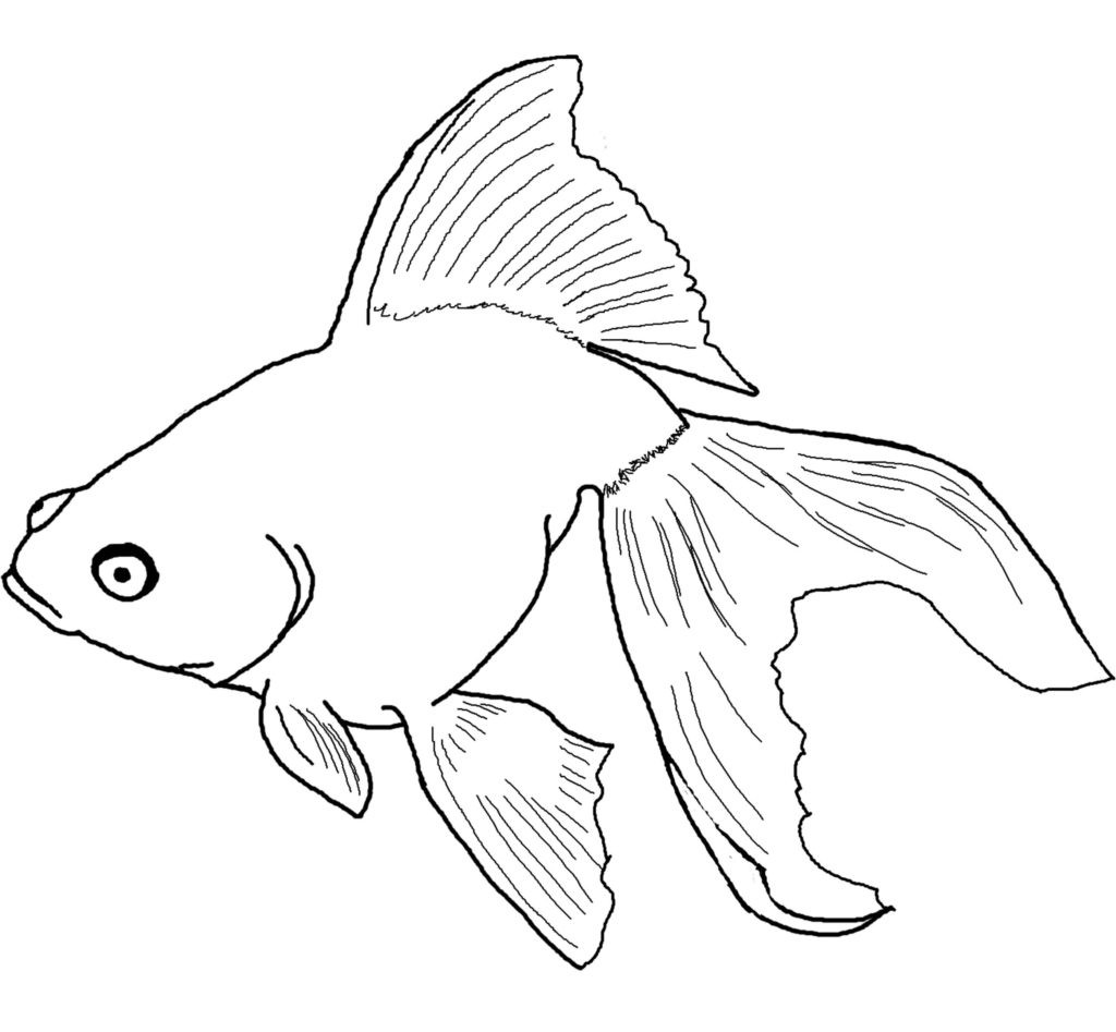 1024x947 Angel Fish Coloring Page 2578 Incredible Pages Acpra