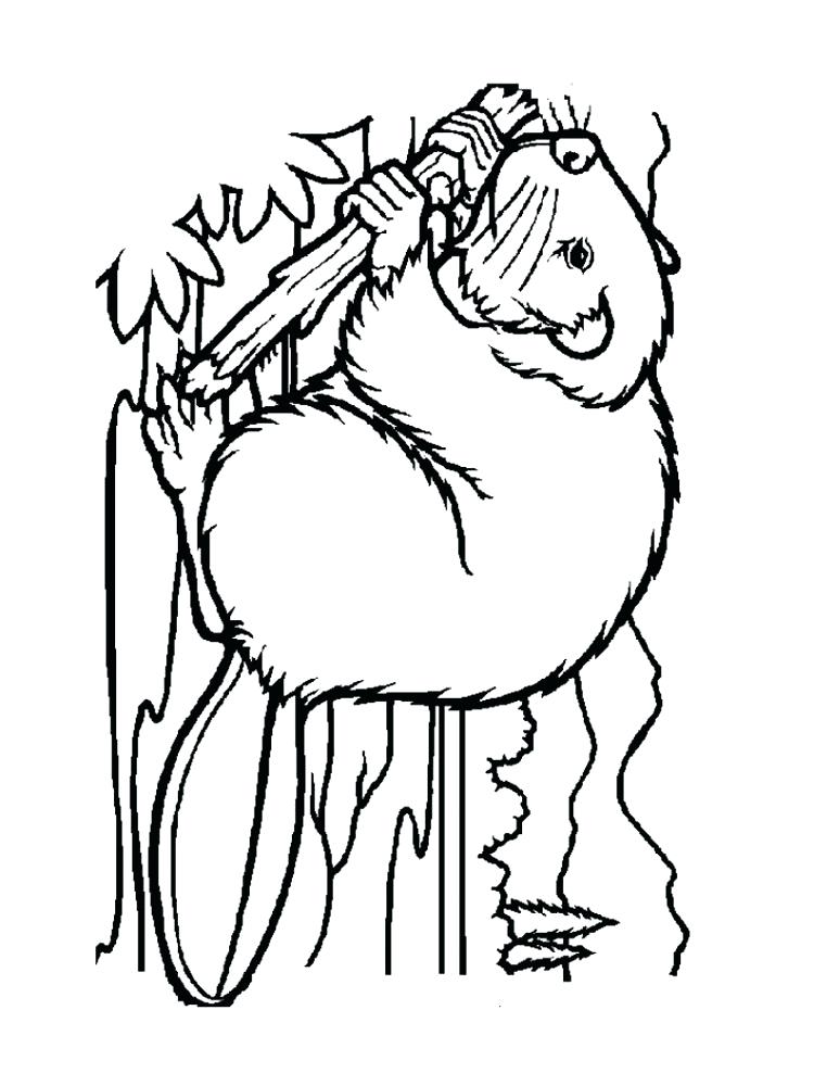 750x1000 Beaver Coloring Page Beaver Coloring Pages Download And Print
