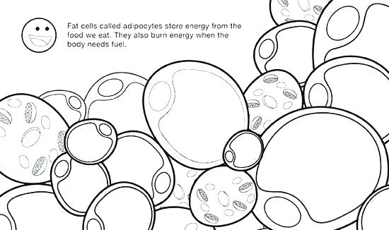 550x326 Animal Cell Coloring Or Plant Cell Coloring Page Images Animal