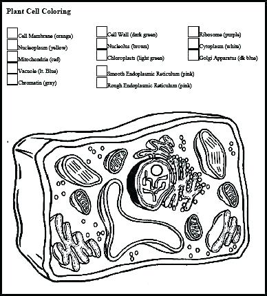 388x430 Cell Coloring Pages Animal Cell Coloring Page Animal Cell Coloring