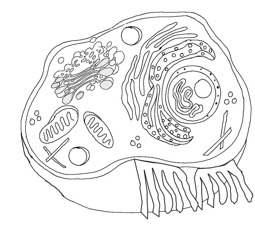 870x770 Free Animal Cell Page With Instructions For Coded Coloring