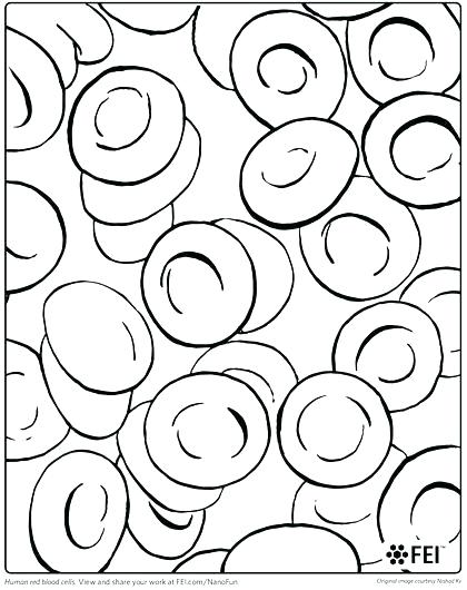 420x530 Human Cell Coloring Page Animal Cell Coloring Key Sketch Coloring