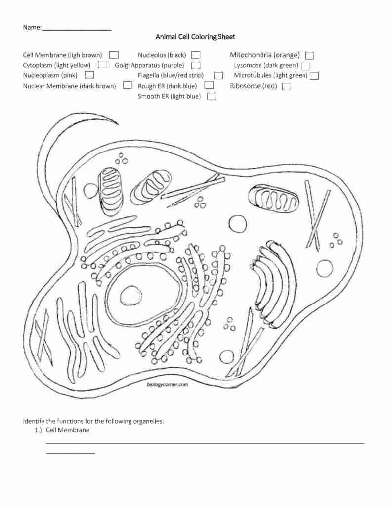 791x1024 Name Animal Cell Coloring Sheet Membrane Ligh Brown Lovely Page
