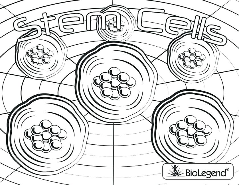 838x647 Plant Cell Coloring Sheet Labeled Printable Coloring Plant Cell