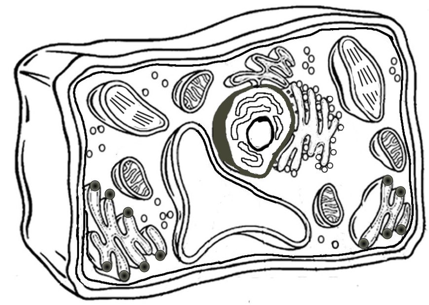 869x618 Plant Cell Coloring And Structure Identification Cells