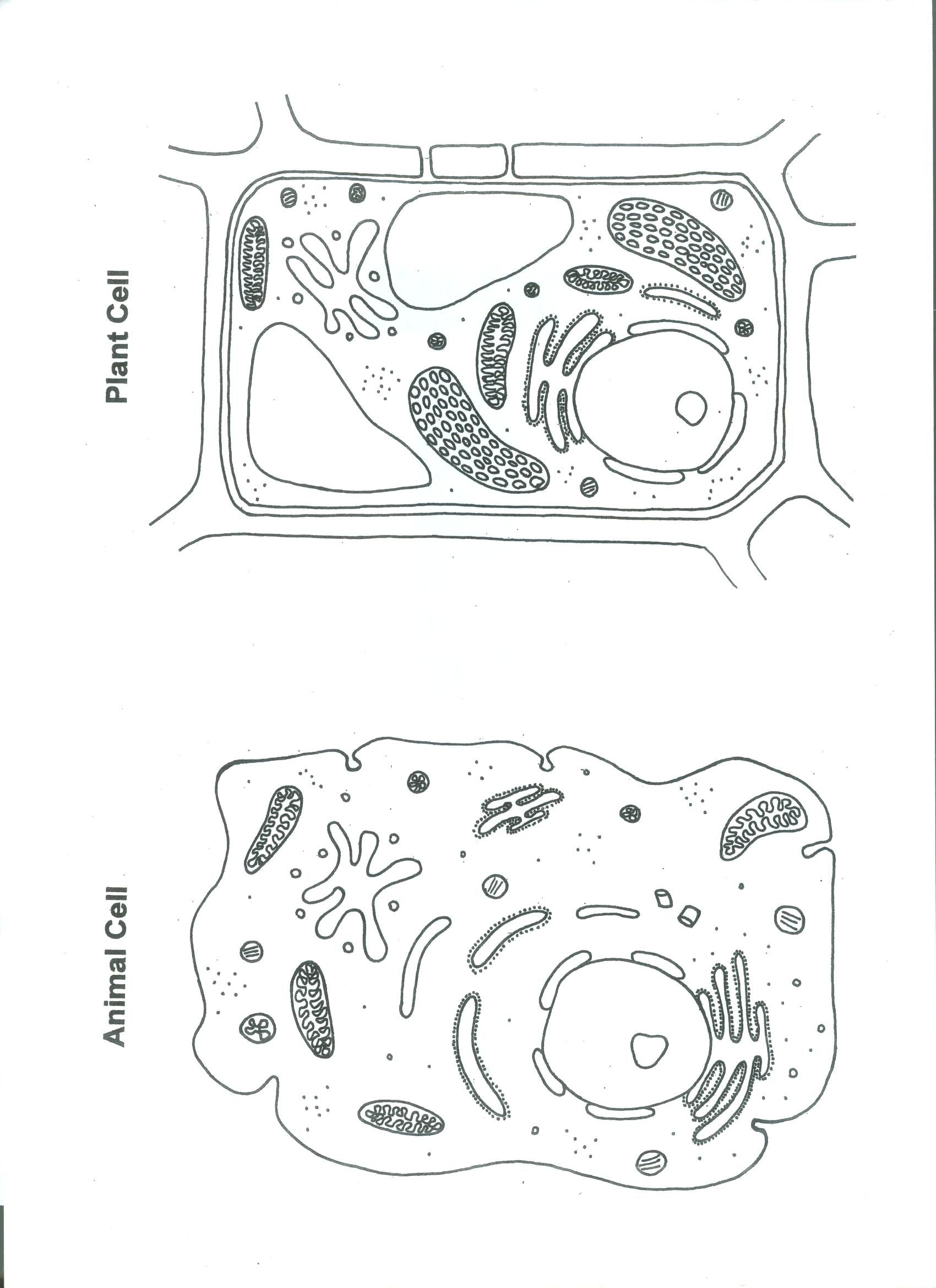 1700x2340 Printable Plant And Animal Cell Plant And Animal Shrinky Dinks