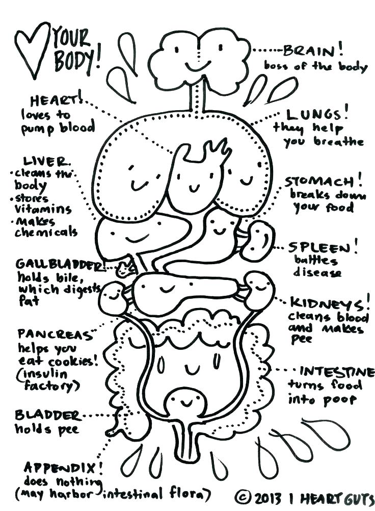 736x1002 Animal Cell Coloring Page Animal Cell Coloring Plant Cell Coloring