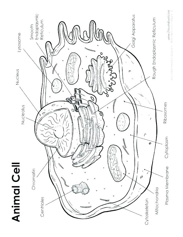 Simple Animal Cell Coloring Page Coloring Pages