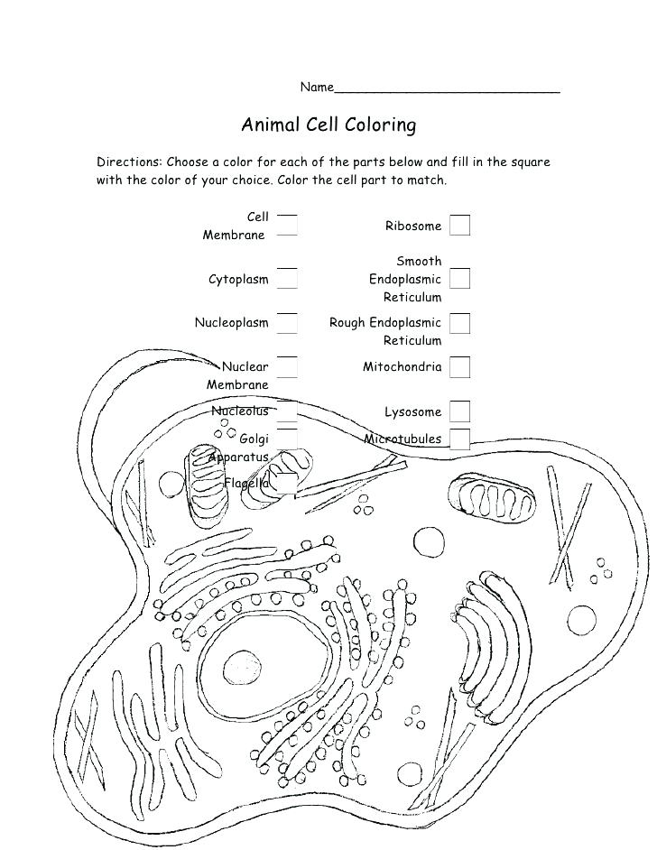 728x942 Animal Cell Coloring Page Cell Coloring Worksheet Name Animal Cell