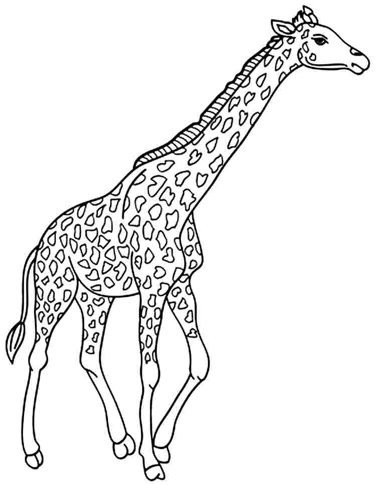 750x966 Animal Coloring Pages Giraffe Giraffe Animal Coloring Pages