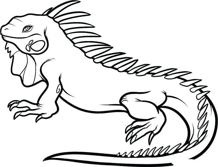 700x537 Animal Coloring Pages Iguana Animal Coloring Page Hard Cute Animal