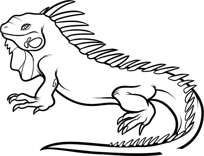 700x537 Marvelous Design Coloring Pages Of Animals 70 Animal Colouring