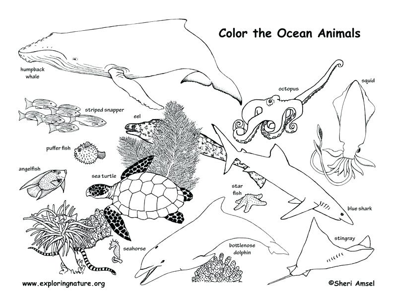 Fresh Ocean Animals Coloring Pages And Animal Habitat Coloring 792x612 Fresh Ocean Animals Coloring Pages And Animal Habitat Coloring