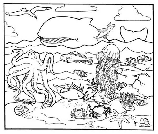 Ocean Habitat Coloring Pages 600x508 Ocean Habitat Coloring Pages