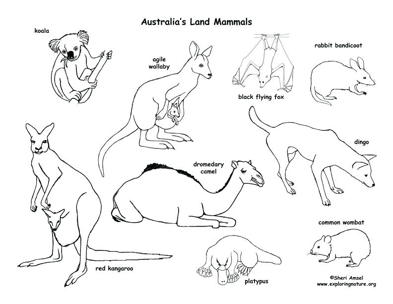 Desert Animals Coloring Pages Murs 792x612 Desert Animals Coloring Pages Murs