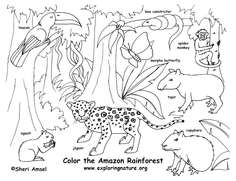 Animal Habitat Coloring Pages Animal Habitat Coloring Pages 792x607 Animal Habitat Coloring Pages Animal Habitat Coloring Pages