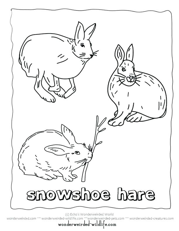 612x792 Arctic Animal Coloring Pages Arctic Coloring Pages Printable Hare