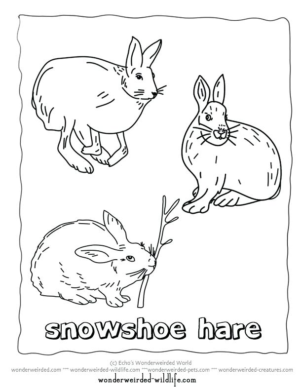 612x792 Arctic Animal Coloring Pages Printable Hare Coloring Pages
