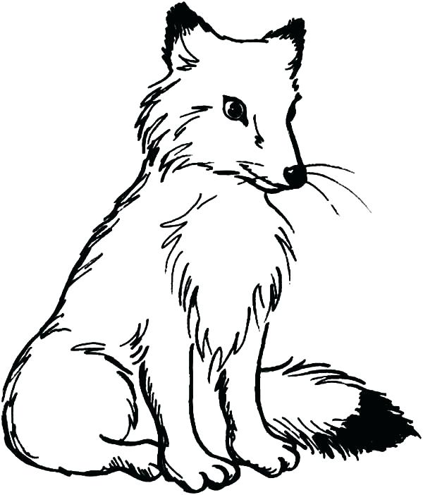 Arctic Fox Coloring Page Polar Fox Coloring Page Pencil And 600x702 Arctic Fox Coloring Page Polar Fox Coloring Page Pencil And