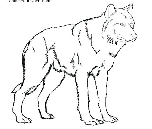500x425 Animal Jam Arctic Wolf Coloring Page Standing Free Coloring