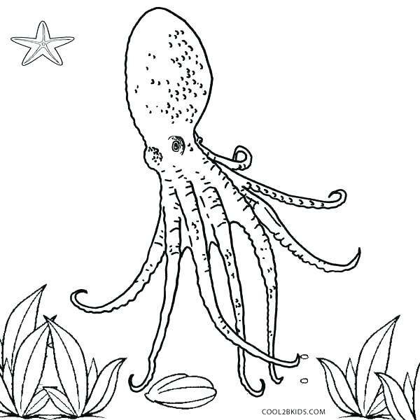 Coloring Pages Octopus Octopus Coloring Book Coloring Pages 600x600 Coloring Pages Octopus Octopus Coloring Book Coloring Pages