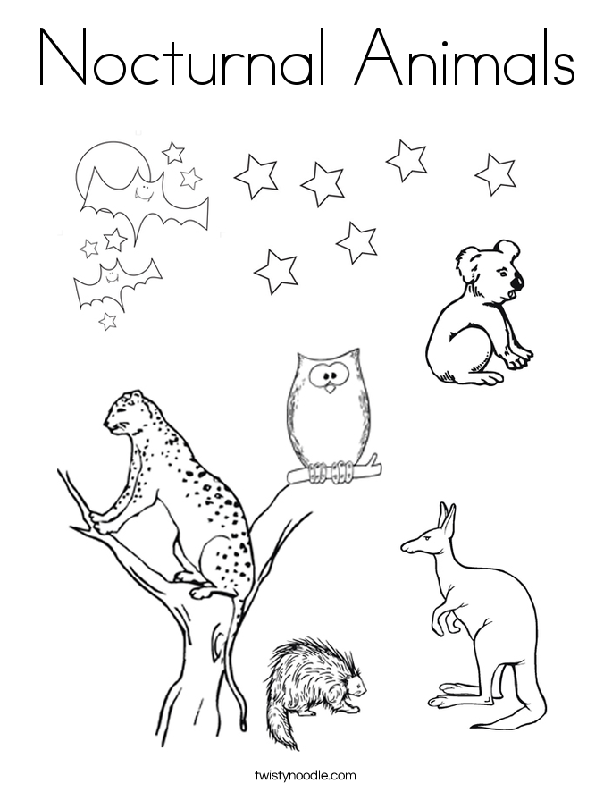 685x886 Nocturnal Animals Coloring Page