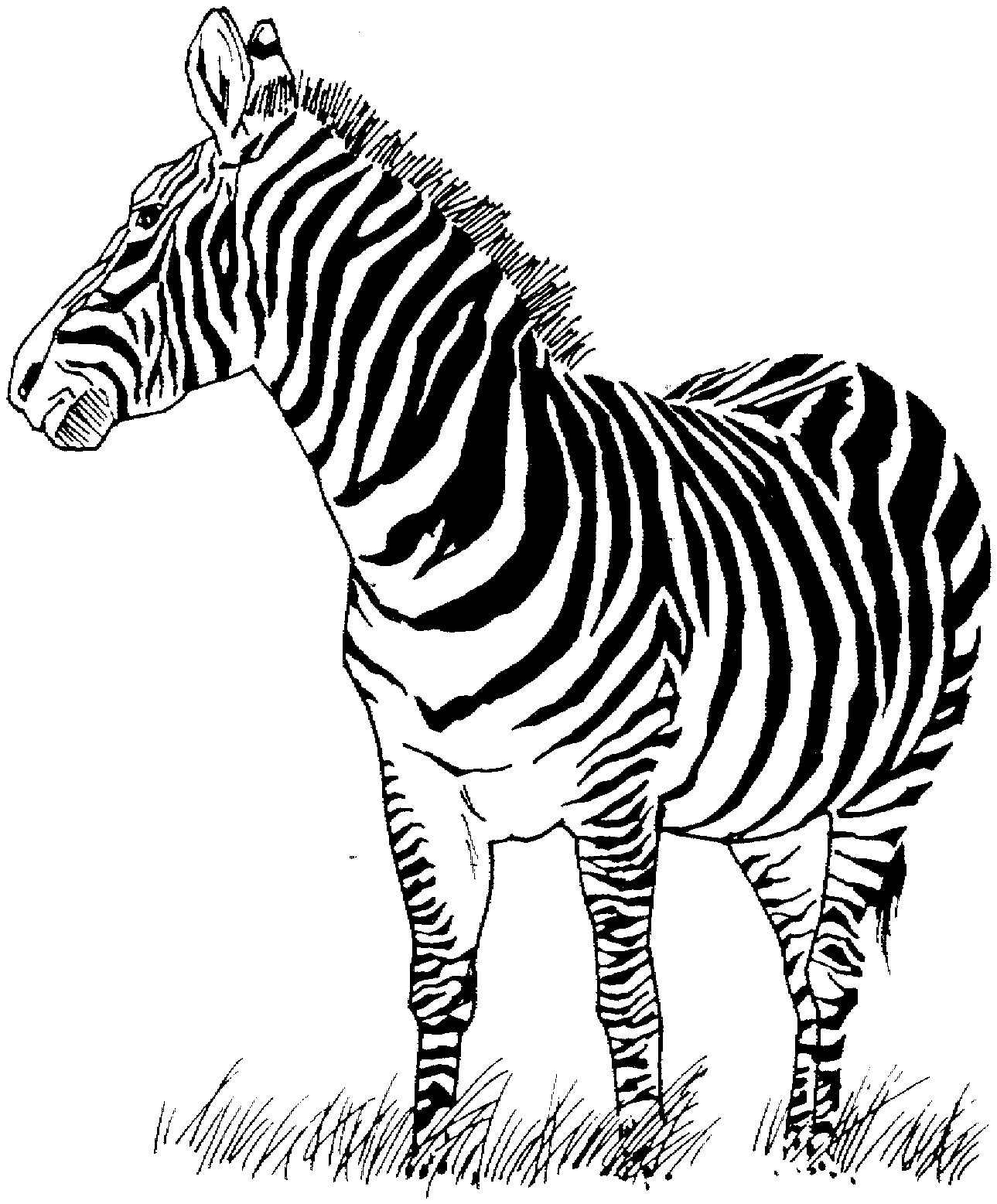 Coloring Pages Zebra Elegant Huge Gift Zebra Colouring Page Free 1289x1557 Coloring Pages Zebra Elegant Huge Gift Zebra Colouring Page Free