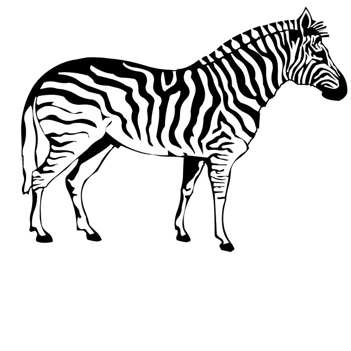 Free Printable Zebra Coloring Pages For Kids 700x700 Free Printable Zebra Coloring Pages For Kids