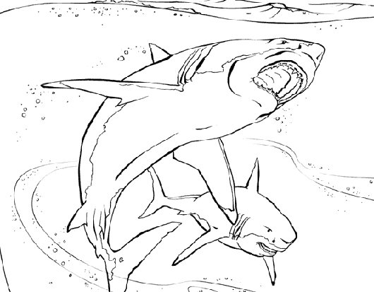 530x413 Animal Planet Coloring Pages Coloring Pages For Boys And Girls.