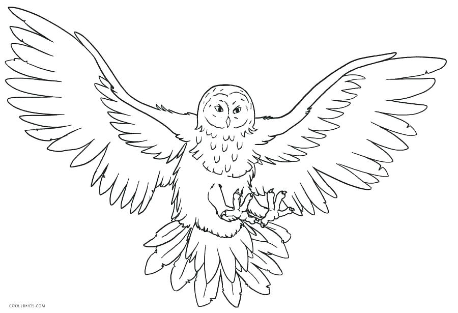 900x615 Animal Planet Coloring Pages Animal Planet Coloring Pages Coloring