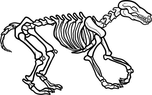 Awesome Wolf Skeleton Coloring Page 600x377 Awesome Wolf Skeleton Coloring Page