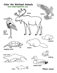 Forest Animals Coloring Page 236x305 Forest Animals Coloring Page