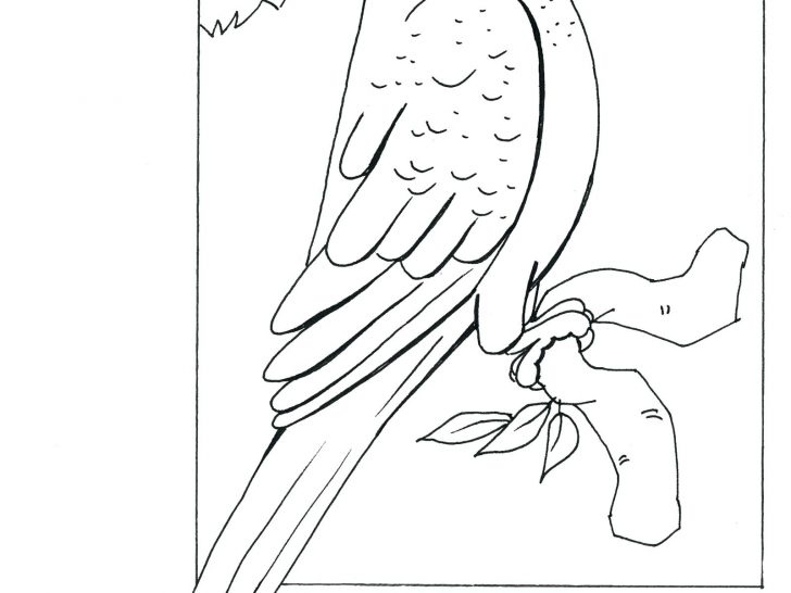 Parrot Coloring Pages Free Printable Drawing Of A 8 Photos 728x546 Parrot Coloring Pages Free Printable Drawing Of A 8 Photos