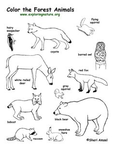 Animal Tracks Coloring Page Outdoor Activities Amp Nature Crafts 236x305 Animal Tracks Coloring Page Outdoor Activities Amp Nature Crafts