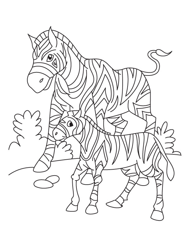 Baby Zebra Coloring Pages 612x792 Baby Zebra Coloring Pages