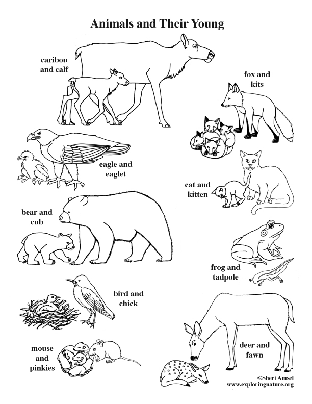 Animals And Their Young Coloring Page 612x792 Animals And Their Young Coloring Page