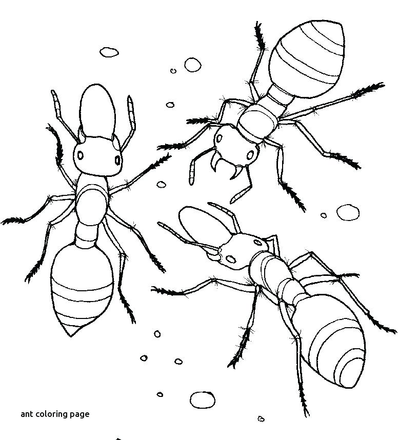 776x858 Ant Coloring Pages Excellent Spelling Worksheets Math For Kids
