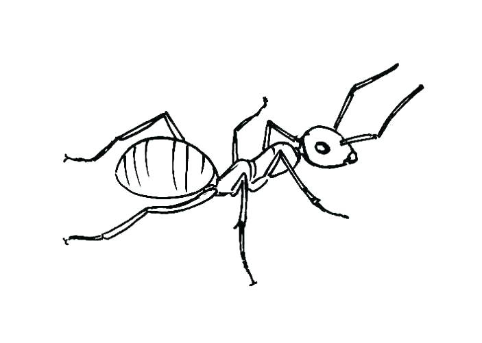703x501 Drawing Coloring Pages Ant Coloring Page Drawing Coloring Drawing