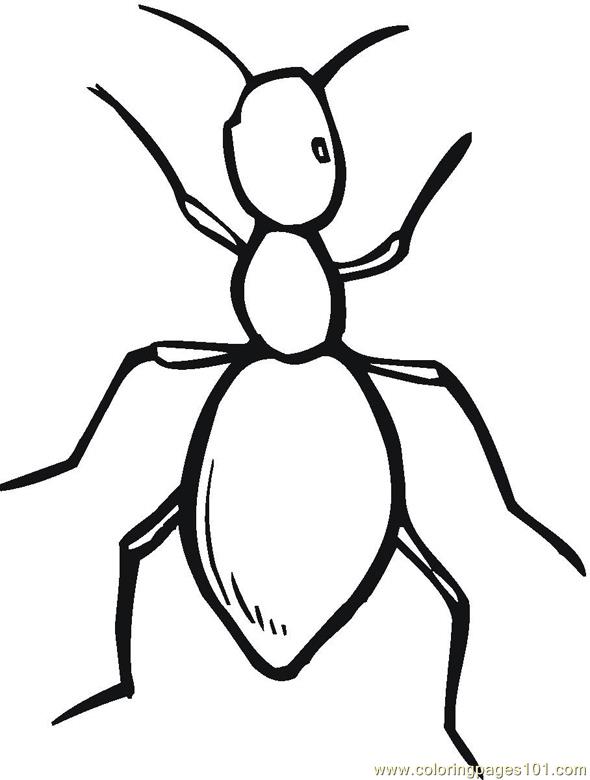 590x780 Ant Coloring Page