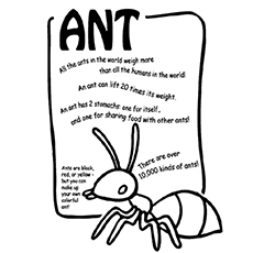 230x230 Top 25 Free Printable Ants Coloring Pages Online