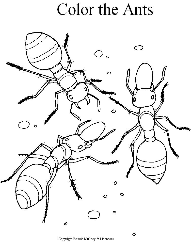 Ant Coloring Pages Printable For Kids Preschool Ant 776x983 Ant Coloring Pages Printable For Kids Preschool Ant
