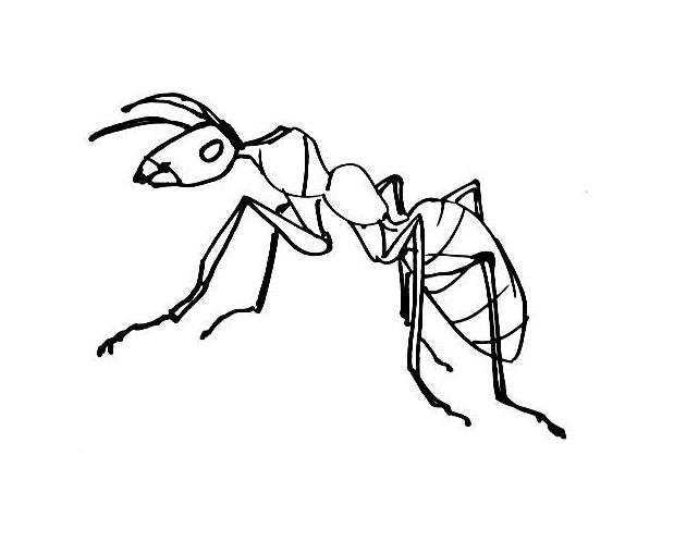 Ant Coloring Pagessheets 619x497 Ant Coloring Pagessheets